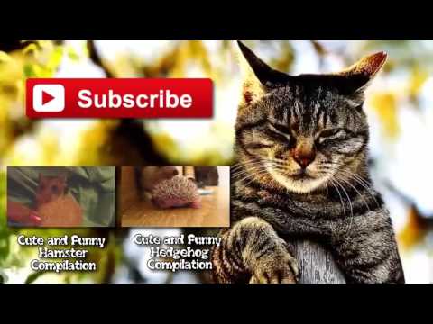 youtube videos chistosos