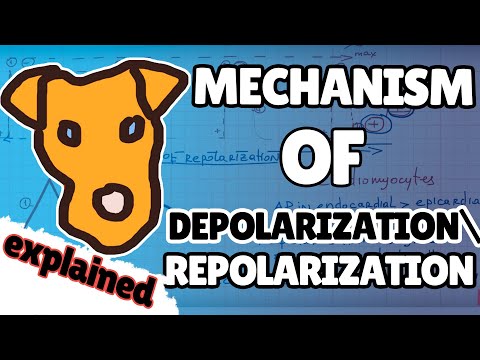 ECG Part 4. Mechanism of depolarization/repolarization vectors formation ( graphicly)