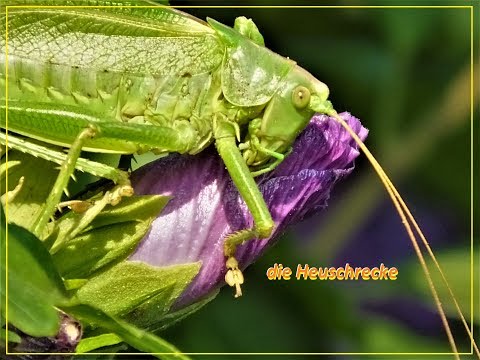 die Heuschrecke