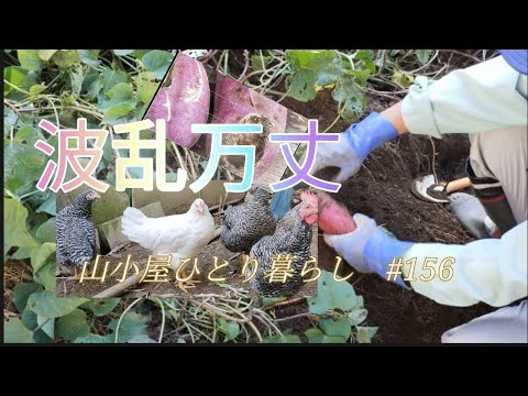 [Vivir en las montañas] 🍠 Todo lo que puedas comer es un sueño ❤️🥳 ｜ Los tallos de camote también son deliciosos 🤗🍳🧑‍🍳