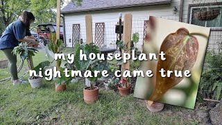 I have thrips (chaotic vibes plant vlog)