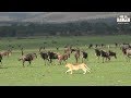 Multitude Of Wildebeest Attract Young Lions Iconic Africa