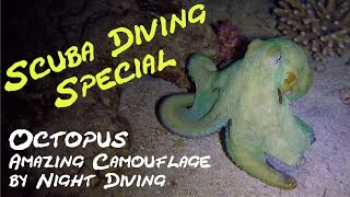 preview picture of video 'SCUBA DIVING SPECIAL - Amazing Octopus Camouflage - changes color and texture by Night Diving 2018'