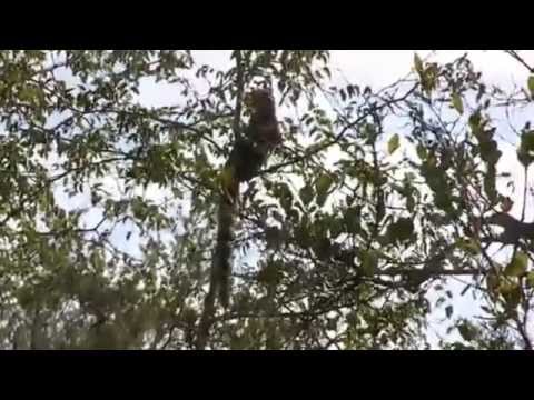 Leopard Hunts Genet in Daylight  May 2,  2015