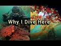 The Most Underrated Scuba Diving in the Pacific Northwest | Exploring Vancouver Island's South Coast