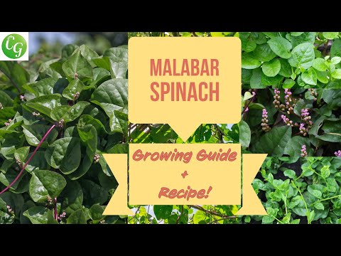 , title : 'How To Grow Malabar Spinach - Growing Basella Alba Spinach & Recipe'