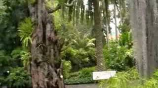 preview picture of video 'Botanischer Garten in Puerto de la Cruz - Teneriffa'
