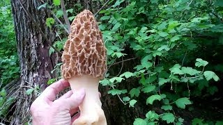Morel Mushrooms - "Good Job, God!" - 9 Lbs.