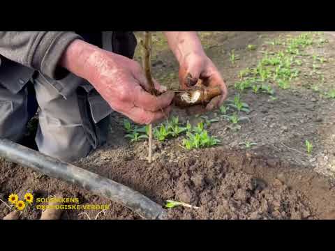 Sådan tilbereder og steger du nyopgravede Asparges-jordskokker!