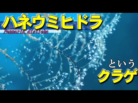 ハネウミヒドラ 水中映像