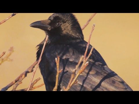 Soaring intelligence and surprising warmth of crows