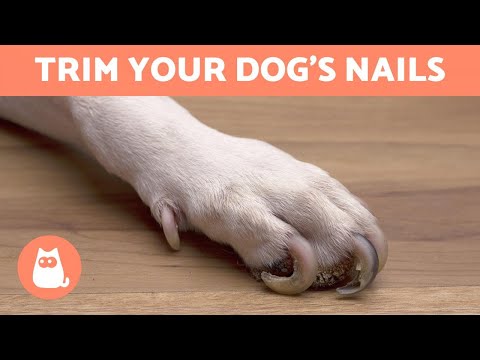 YouTube video about: How to quiet dog nails on floor?