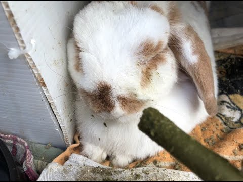 , title : '【うさぎの強制給餌・繊維質重視のもの】（我が家の場合）'