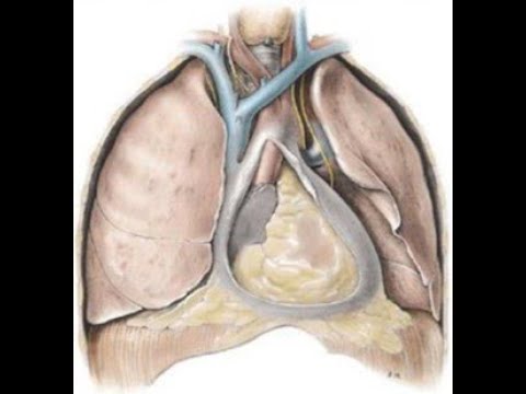 Body Cavities for A & P I