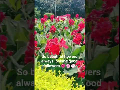 So beautiful flowers always looking good followers 🌺🌸💮 #hindisong #love #song #popularsong #special