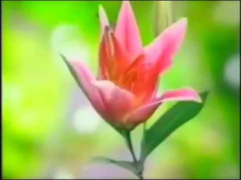 Sunsilk Nutrient Shampoo "Calendar" 30sec (Philippines, 1996)