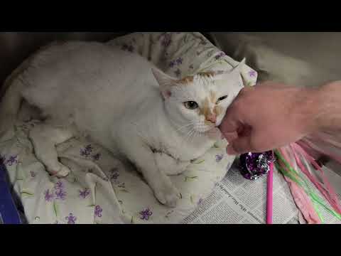 Portia, an adoptable Domestic Short Hair in Sudbury, MA_image-1