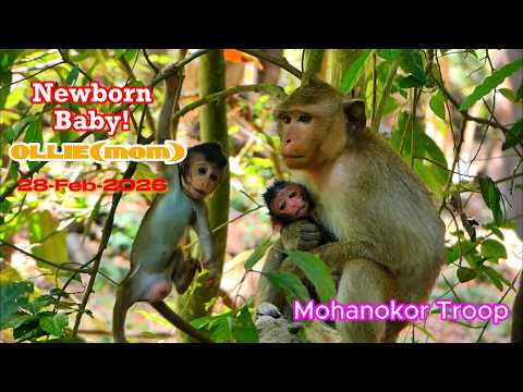 Congratulations! Mom OLLIE gave new birth Unknow name, gender | 28-Feb-2026