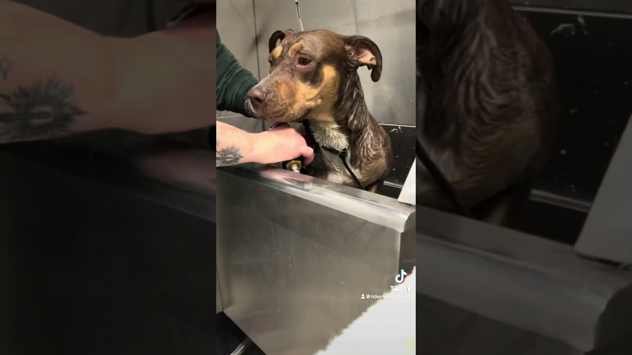 Enlarge Josie, a ADOPTABLE mixed breed in Indianapolis, IN video 4/5