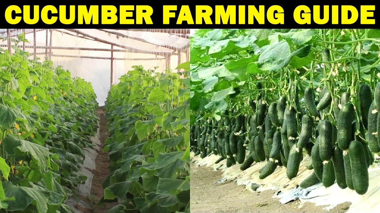 Where are cucumbers grown in India? Tipseri