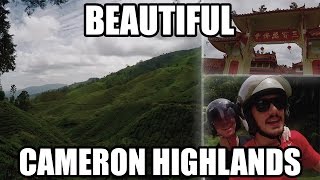 Best Things To Do In Cameron Highlands, Malaysia! (Trekking, Temple, Tea Gardens, Farm!)