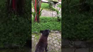 Download lagu BIsa pargoy cuk!!! Asli kocak mp3