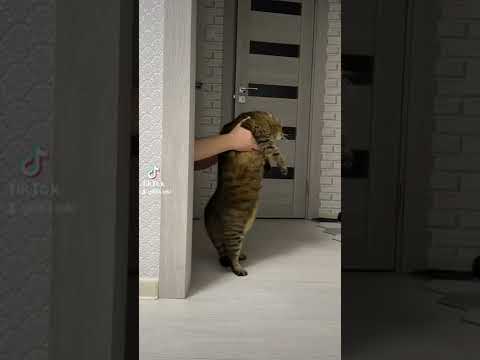 Pisica dansatoare 🐱🐱🐱🐱.  #pisică #dance