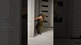 Download lagu Pisica dansatoare 🐱🐱🐱🐱. #pisică #dance mp3 Download lagu Pisica dansatoare 🐱🐱🐱🐱. #pisică #dance mp3