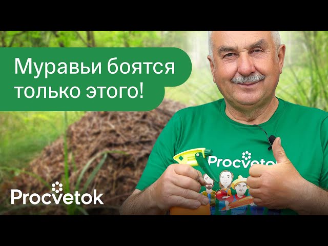 ОТ МУРАВЬЕВ ПОМОГЛО С 1 РАЗА! Как я быстро избавился от муравьев в саду и огороде