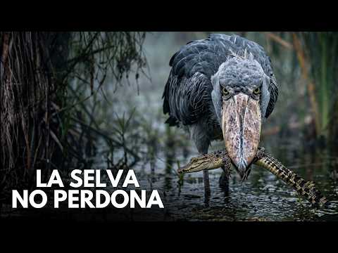 Congo: El Territorio Donde Gorilas, Cocodrilos y Leopardos Luchan por Sobrevivir