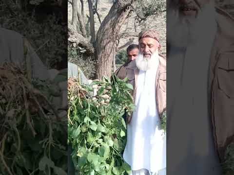 #pakistani #desi #desitotkay #ayezakhan #aimankhan #hakeem #pakistan #shortvideo #klrahul #shorts