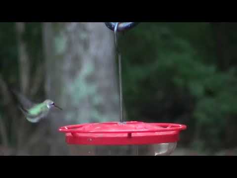 20211004 Hummingbird