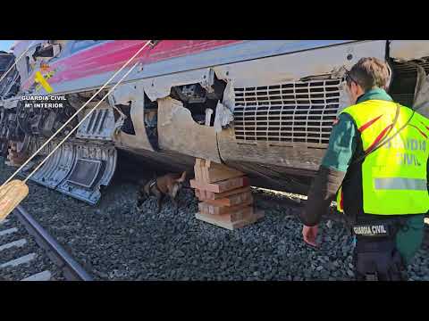 La Guardia Civil intensifica en Adamuz la investigación del accidente ferroviario con perros especializados 