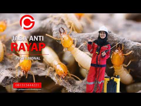 HP 081313444221  Pembasmi Kutu Loncat - Kutu Kucing di Bandung Bekasi Cirebon Semarang Jogja