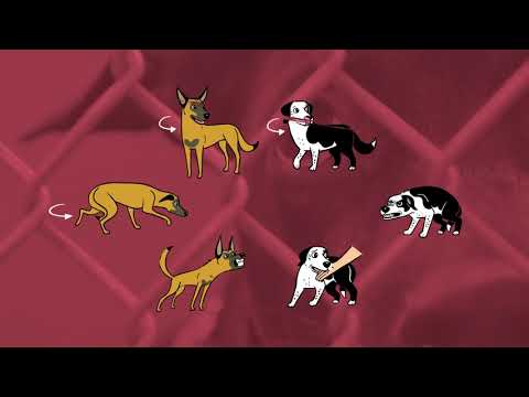 Dog Body Language 101
