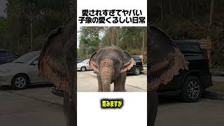 愛されすぎてヤバい子象の愛くるしい日常#子象 #動物 #癒し #ほのぼの #雑学 #解説 #かわいい #動物の赤ちゃん