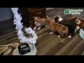 Welsh Corgi Pembroke dogs for sale: Stuart - Video 1