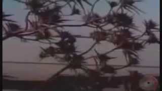 streamline - newton HD