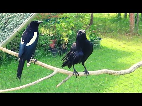 Magpies And Crows Getting Along
