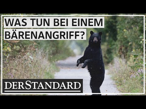 Wie man sich beim Wandern vor Bären und Wölfen schützt
