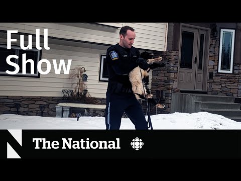 CBC News: The National | Makeshift slaughterhouse and black market meat