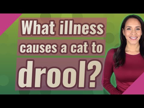 What illness causes a cat to drool?