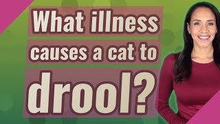 What illness causes a cat to drool?
