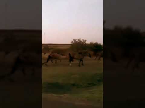 Paisanos de Piñera (Paysandú) rumbo a Patria Gaucha 2023 #tacuarembó #uruguay