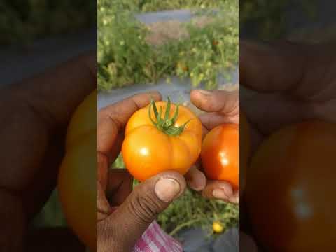 Mani CB22 Hybrid Tomato Seeds