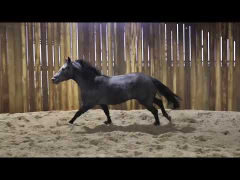 2 yo mare by Bet Hesa Cat