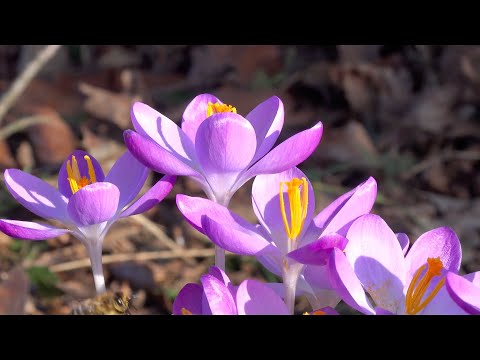 Jessie's Fund - Spring - interactive music session