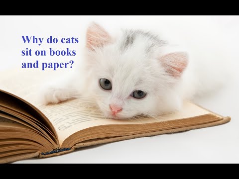 Ask Amy: Why Do Cats Sit On Paper