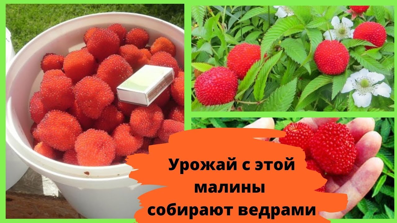 Урожай с этой малины собирают ведрами. Земляничная малина в вашем саду