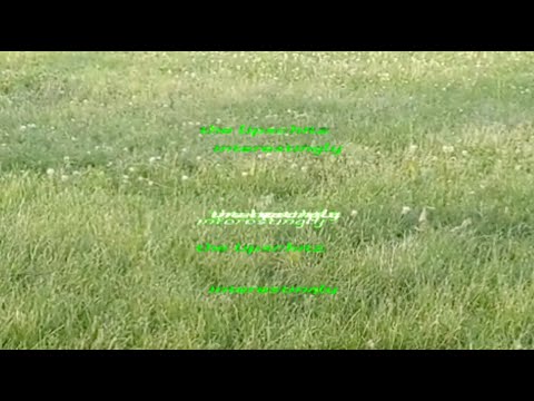 The Lipschitz - interestingly (Official Music Video)